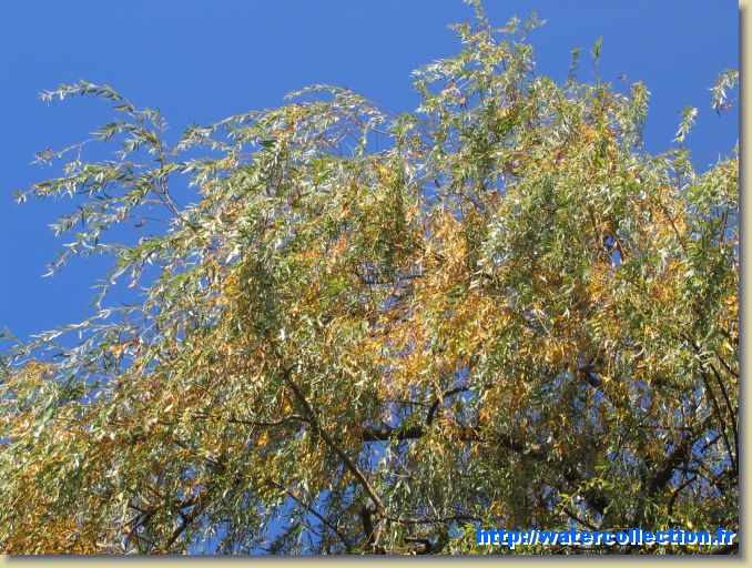 Diapositive suivante